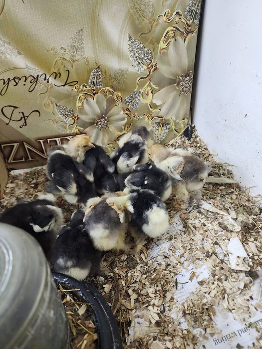 Brama jojalari sotiladi