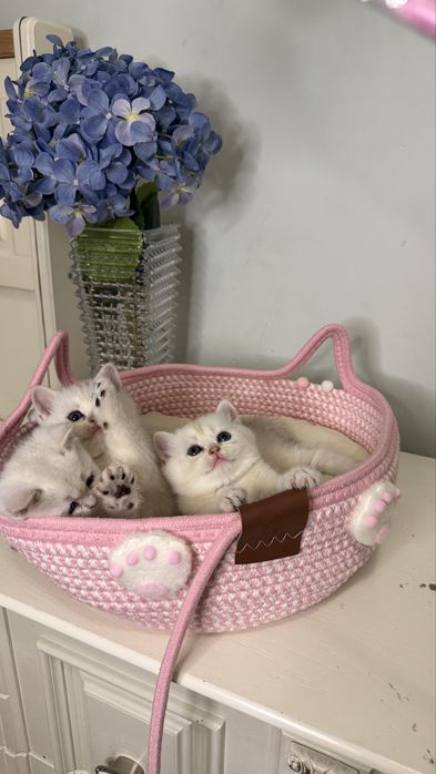 Серебристая шиншилла