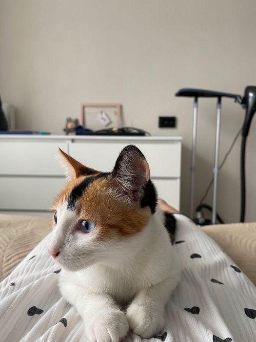 Отдадим в добрые руки кошечку