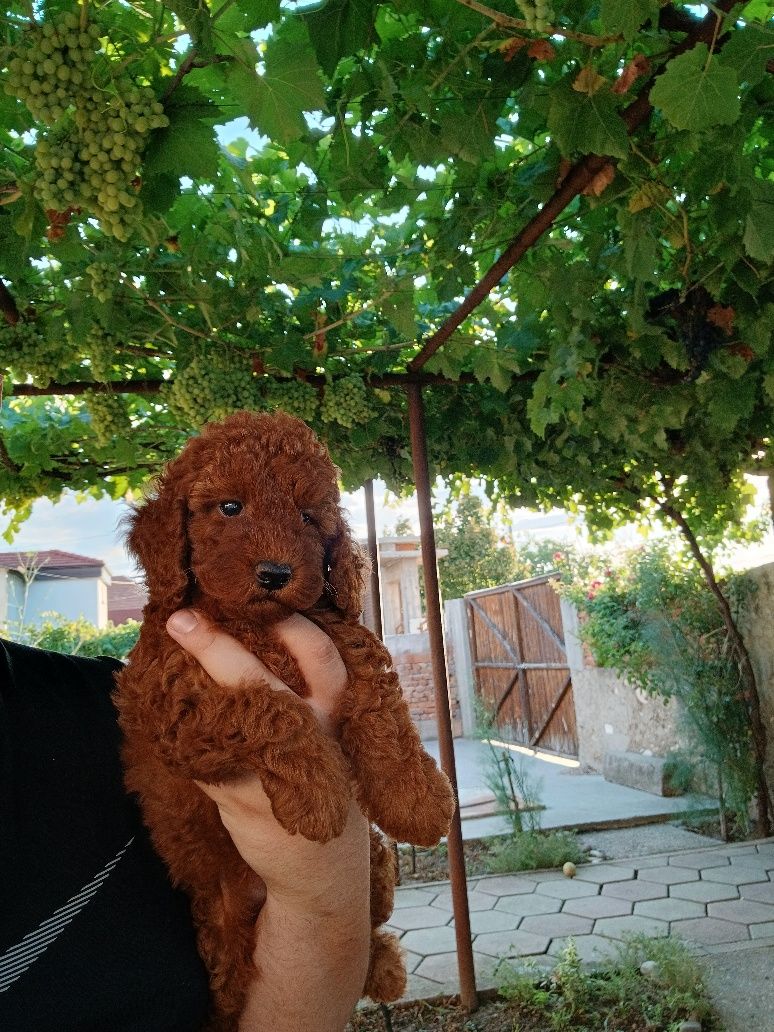 Мини Пудел mini poodle