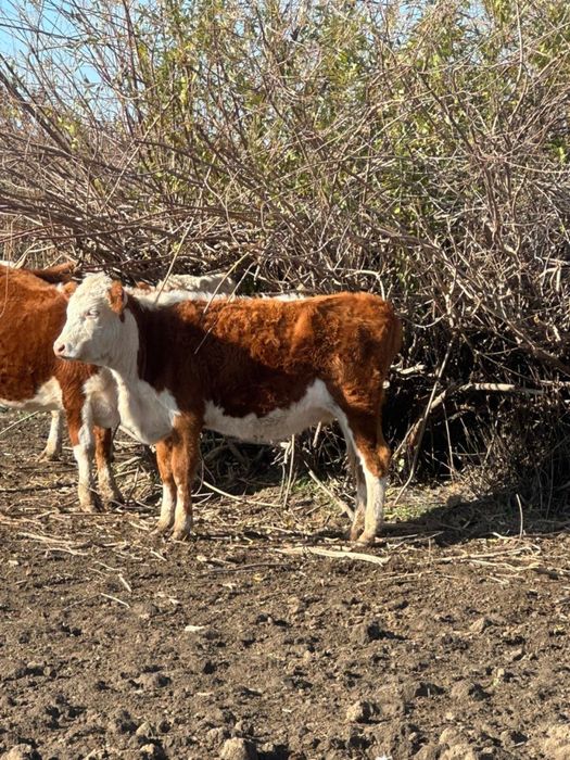 Соғымға қашар жіліктеп, қақтап, үйтіп жеткіземіз 3200тг/кг