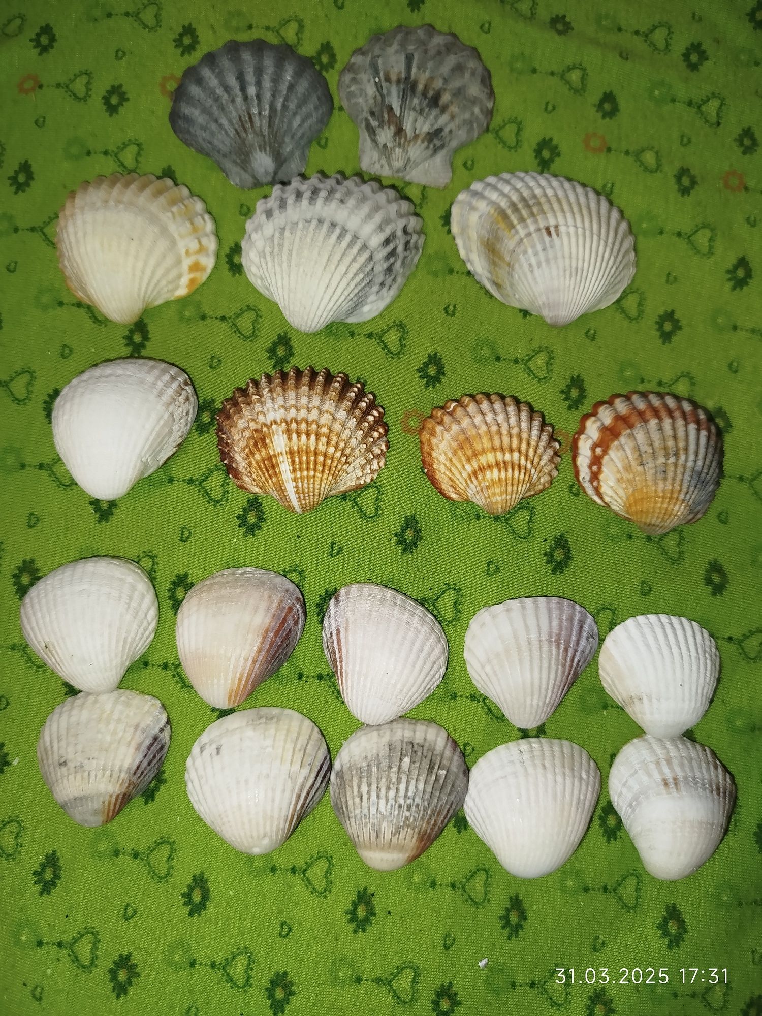 Ракушки натуральные с морей