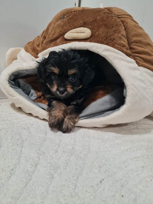 Йоркширски Териер Йорки