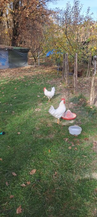 Vând cocosi Leghorn