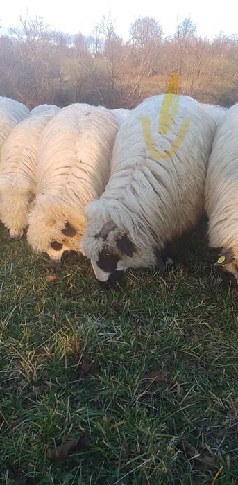 Vând șase oi bune de ținut