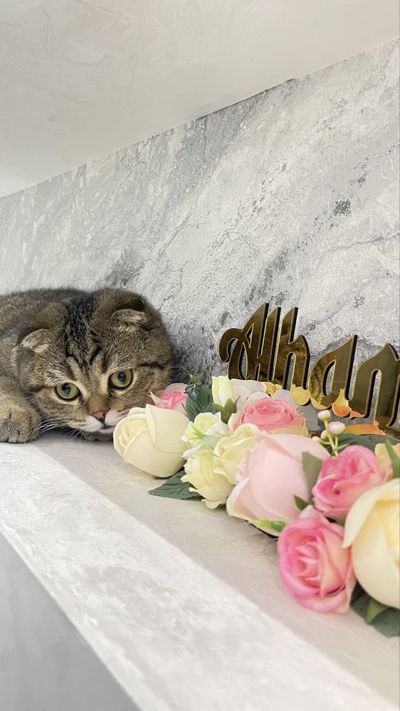 Вязкага берилади Шиншилла