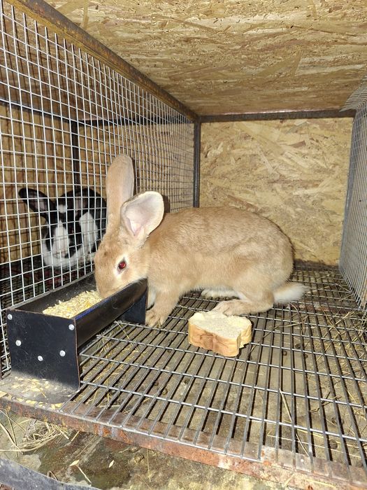 Iepuri hycole francez