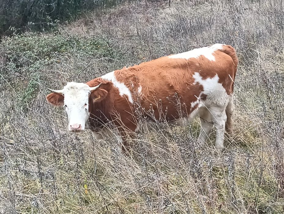 Vand doua vaci blțata
