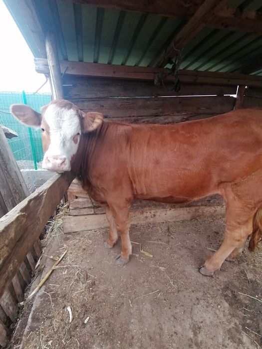 junca baltata românească