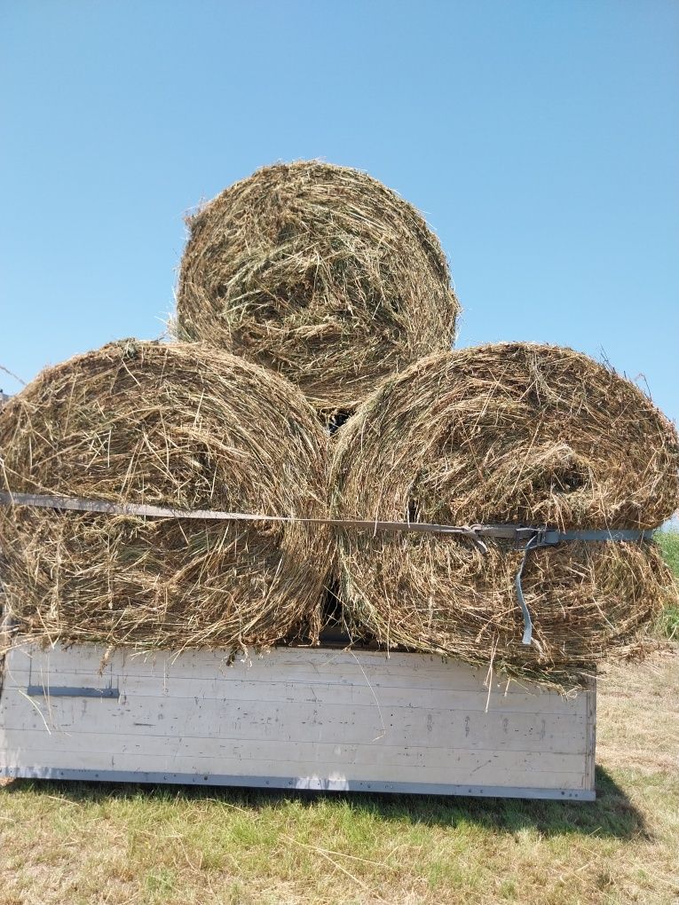 Baloti mega lucerna de vanzare 150/125