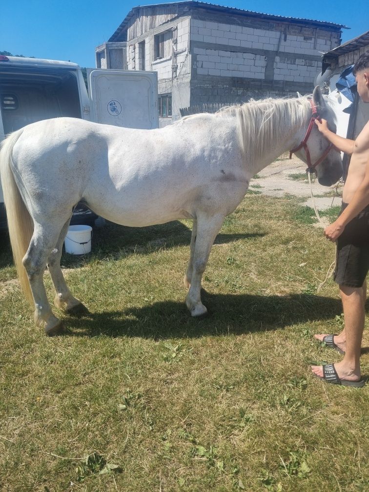 Vând iapă.      .