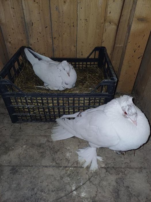 Vând porumbei tălăpăgoși urgent