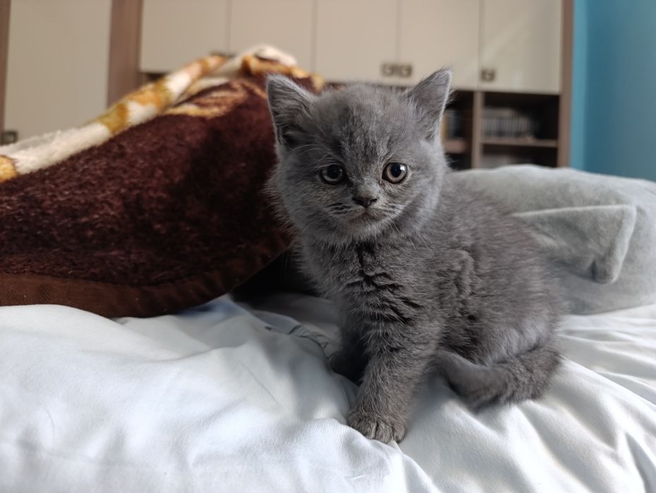British shorthair