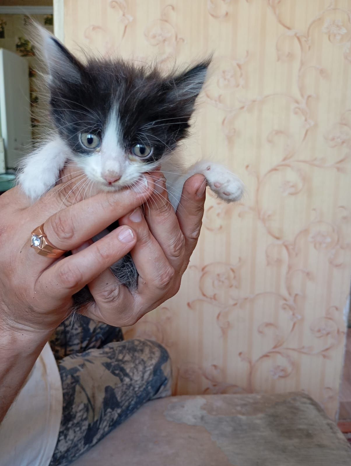 Симпатичные котята