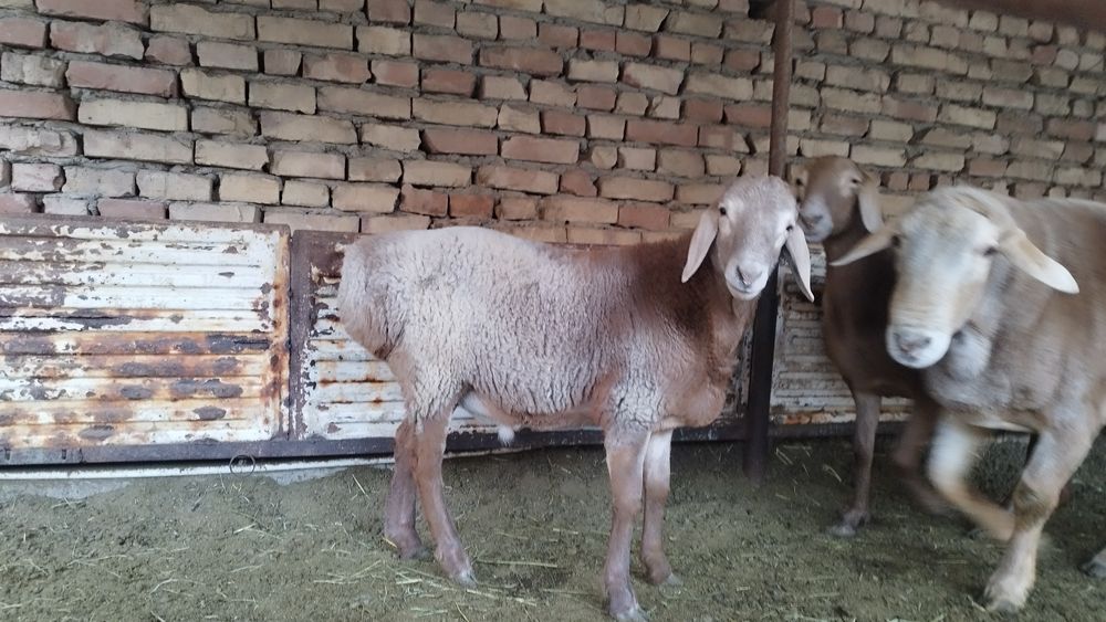 Арашан Кузи ва кучкорлар