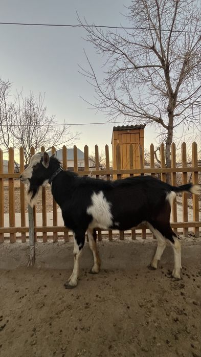 Теке 2 жасар семіз