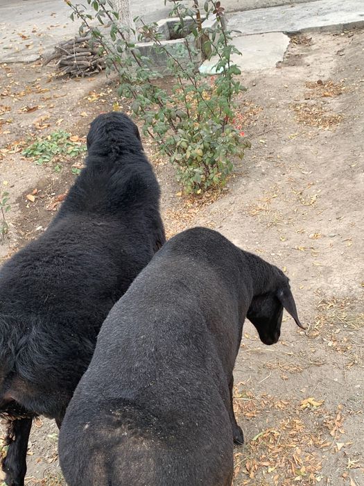 Кора кочкорлар сотилади