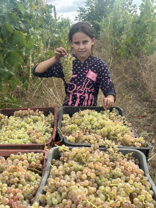 Struguri pentru vin productie 2025