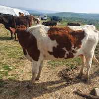 Vaci baltata romaneasca