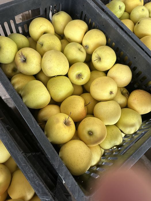 Продам яблоки ящиками