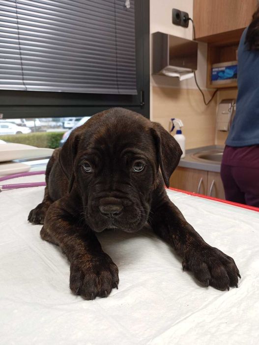 Продавам Кане Корсота