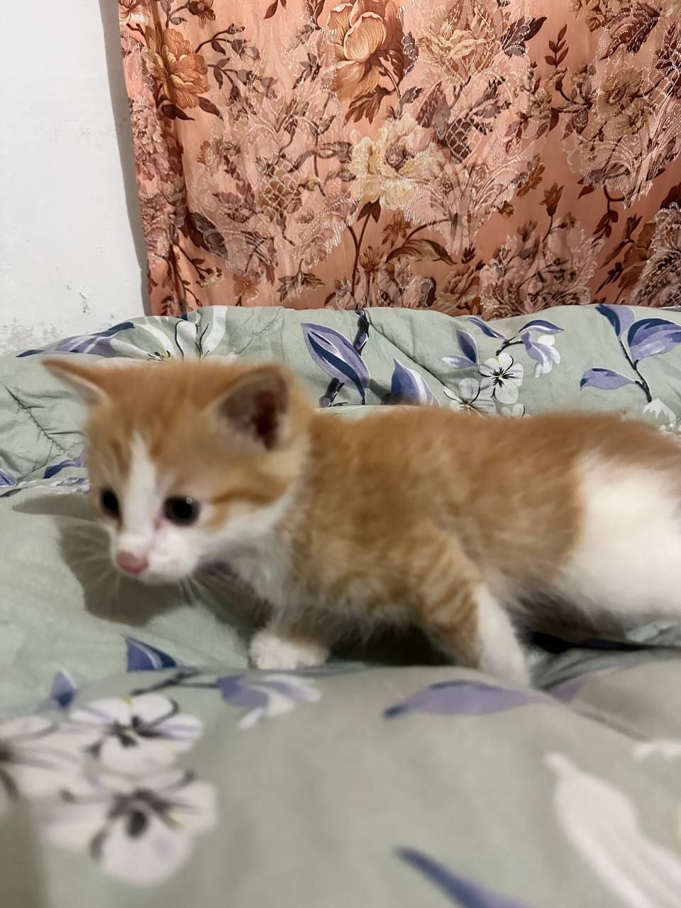 Отдам котят в добрые руки!