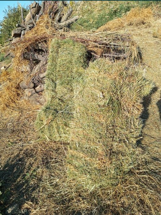 Беда преслари сотилади бегана ут кати адрес чорбакр