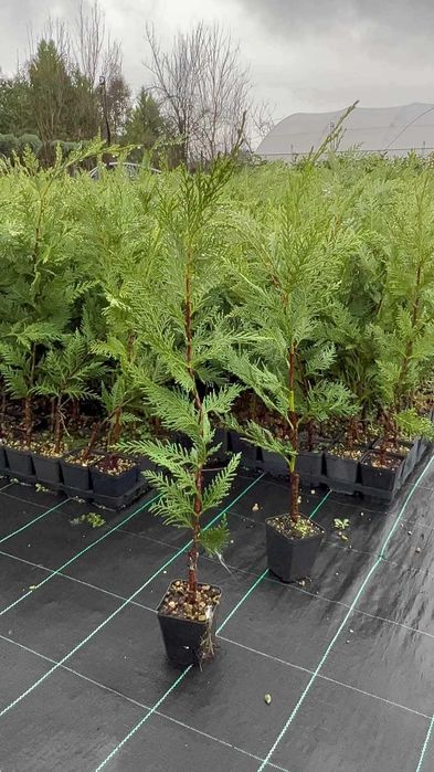 Leylandi chiparos altoit pt gard viu la ghiveciinaltime 80-230 cm