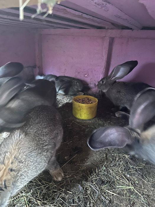 Iepuri urias german la 7 luni