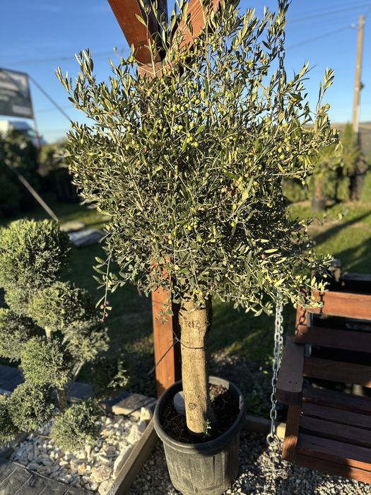 Palmieri tuia bonsai photinia pon pon maslin pin ylex laur eleganus