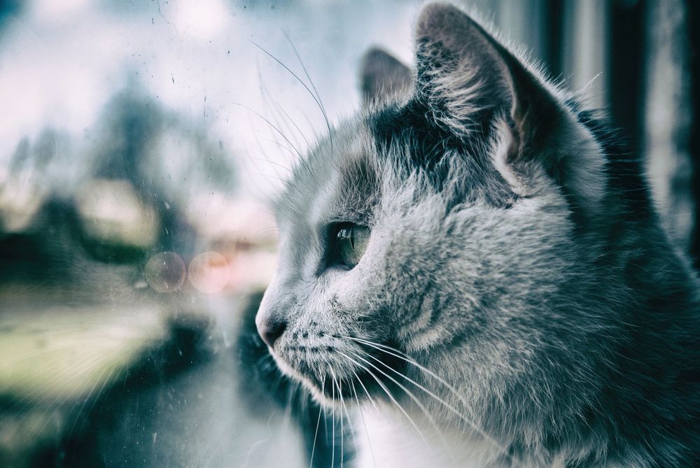 Sigma AF 18-50mm f/2.8D EX DC обектив Никон