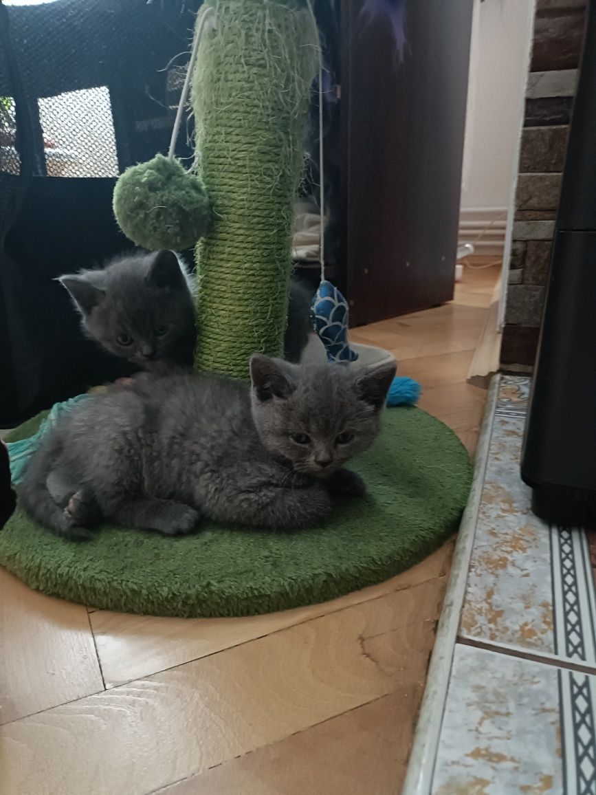Căutăm familie iubitoare