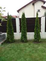 Plante ornamentale