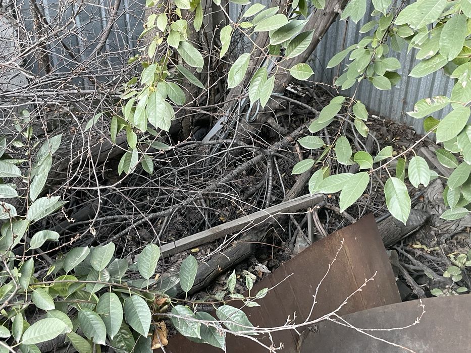 Тегін құрғақ отын