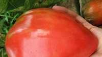 50 Seminte tomate Inima de Bou - rosii f,.mari, carnoase