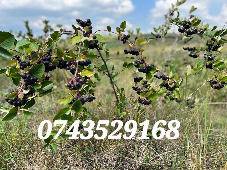 Suc de aronia 100% natural