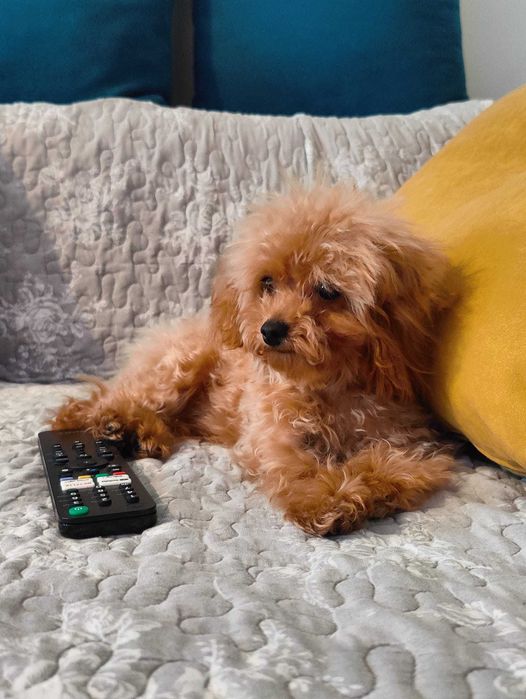 Fetita Poodle caniche TEA CUP cu pedigree