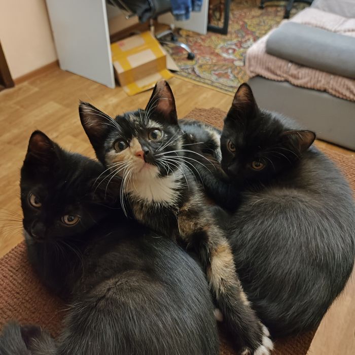 Котята котёнки в количестве 2 штук