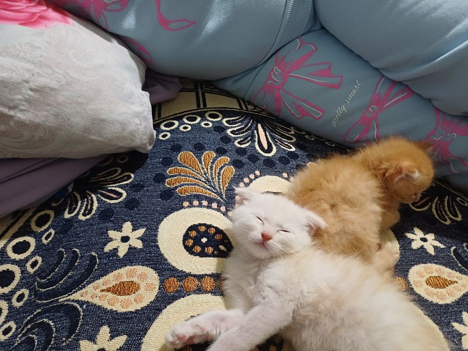 Шотландские веслоухие