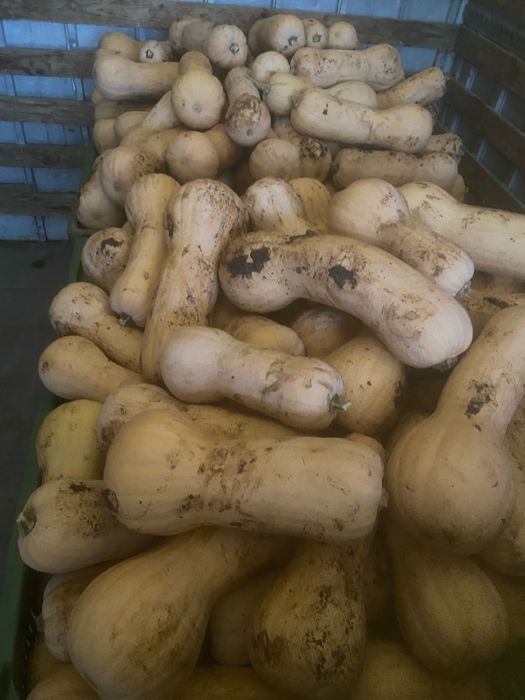 Тиква матилда 0.60