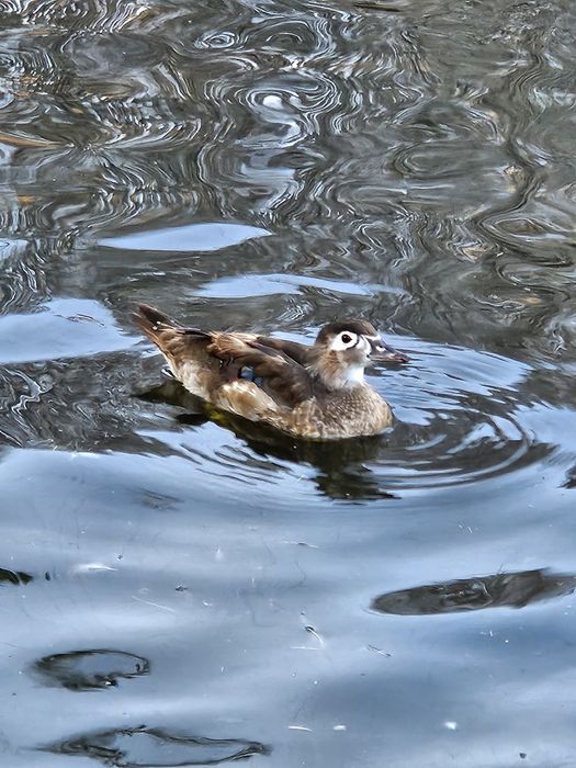 Vand sau schimb rață Carolina