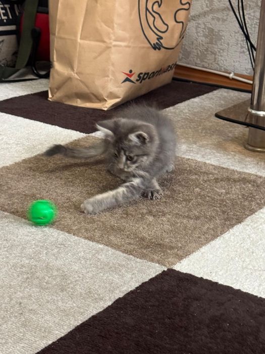 Отдам кота за шоколадку