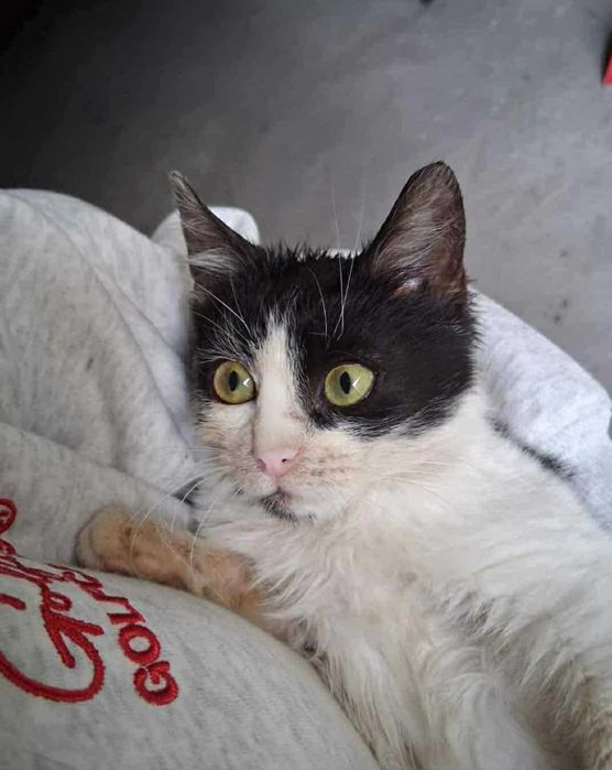 2-месечно момиченце търси дом!