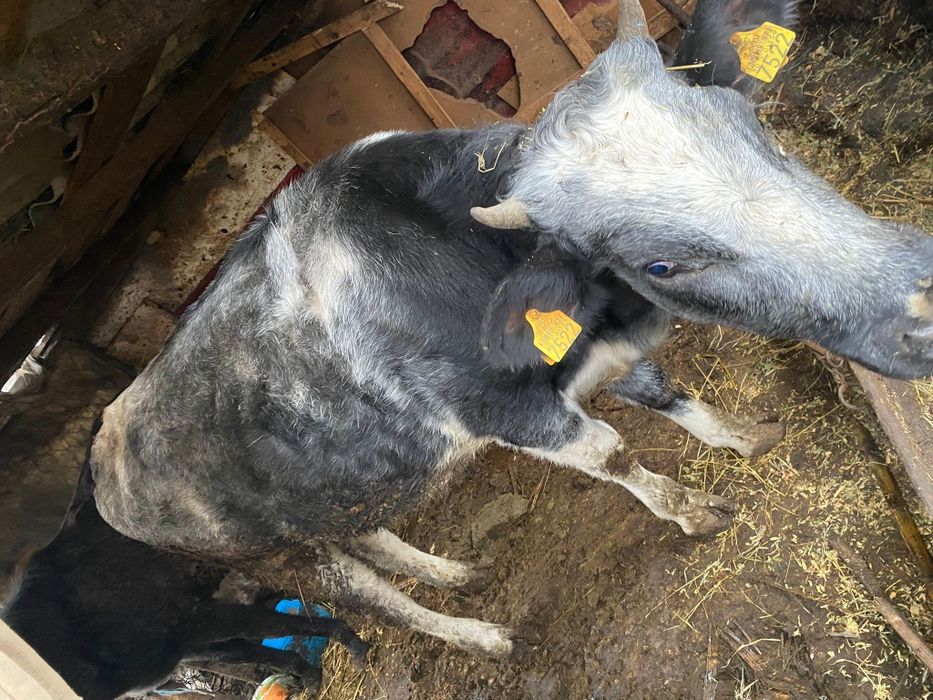 Vând vaca și vitea