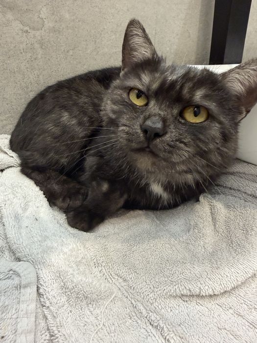 Кошка девочка в добрые руки