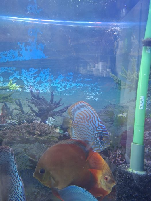 Продается дискус Ред ковер самка