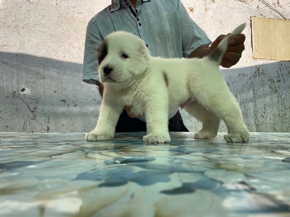 Щенок алабая ( Туркменский ) чистокровный