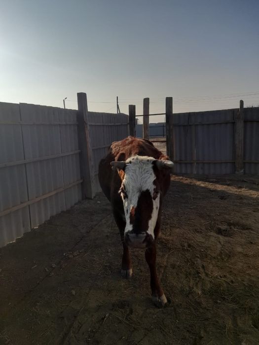 Буаз сиыр сатылады 3 туған.  Талдыкөл ауылы ( Редут) 480 000т