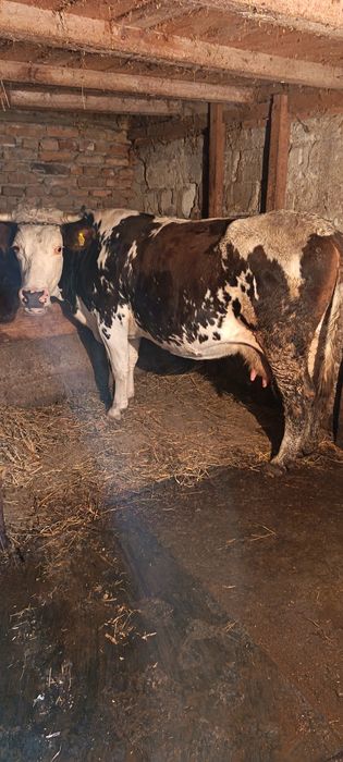 Vaci tinere de vânzare 8500 buc