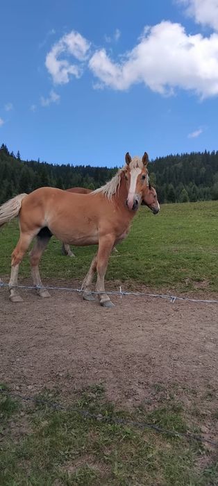 Vând Armasar de 2ani